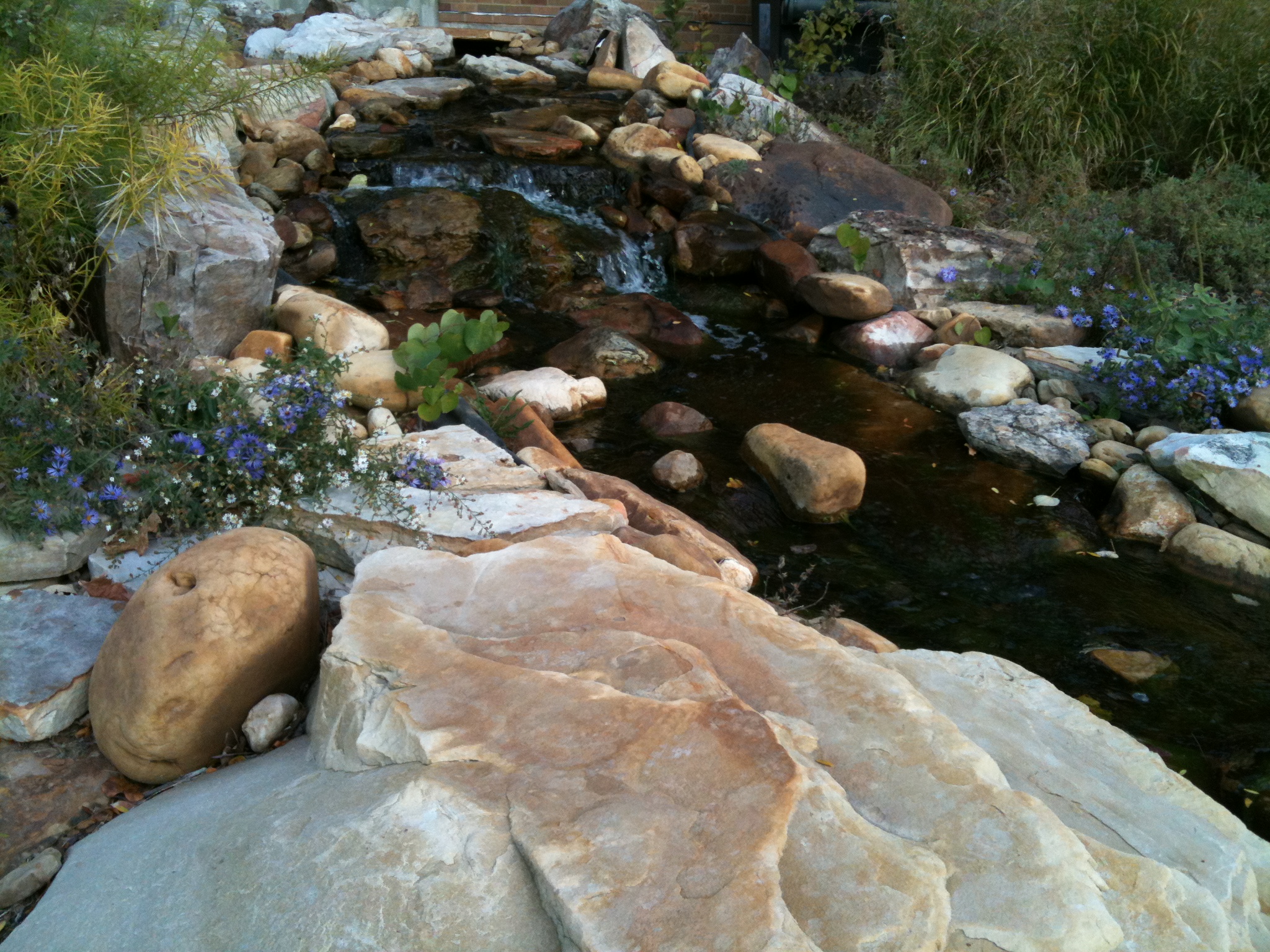 Stream leading to the koi pond outside of the Health and Sciences Building in the late afternoon